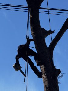 IMG_1609